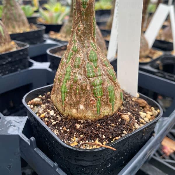 ボンバックス塊根幅約12、3cm ボンバックス塊根幅約12、3cm